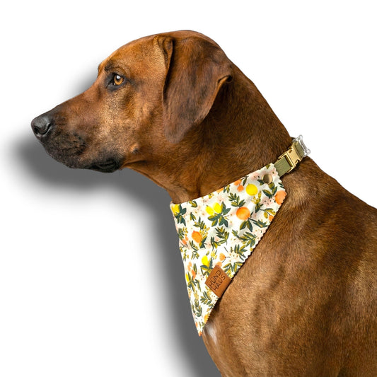 Adjustable Leather Strap Dog Bandana With Gold Hardware & Interchangeable Prints - hundhaus.dog