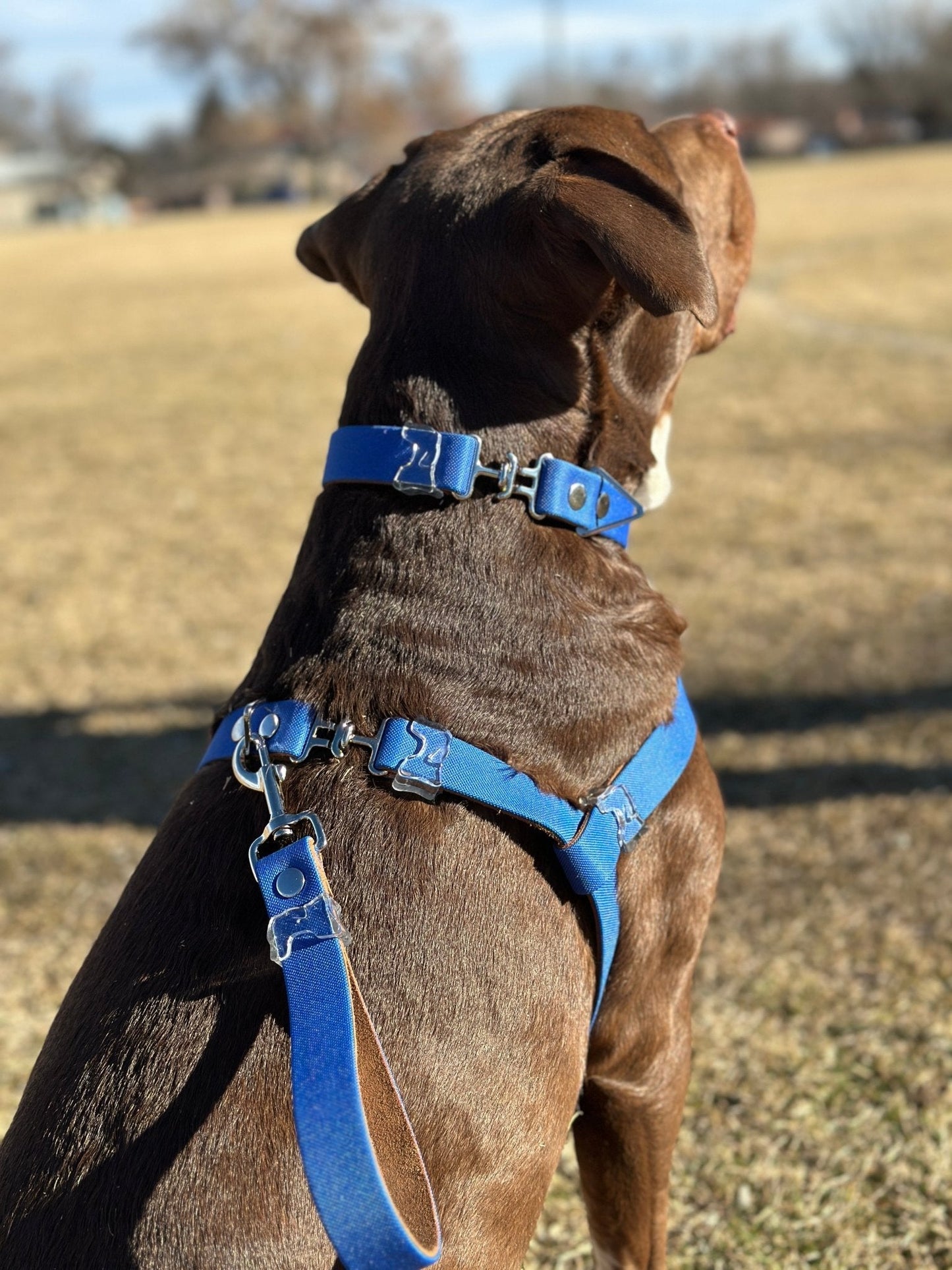 Custom Fit Harness - hundhaus.dog