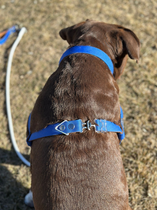 Custom Fit Harness - hundhaus.dog