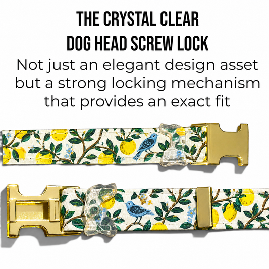Classic Collar in Lemon Grove with Gold hardware - hundhaus.dog