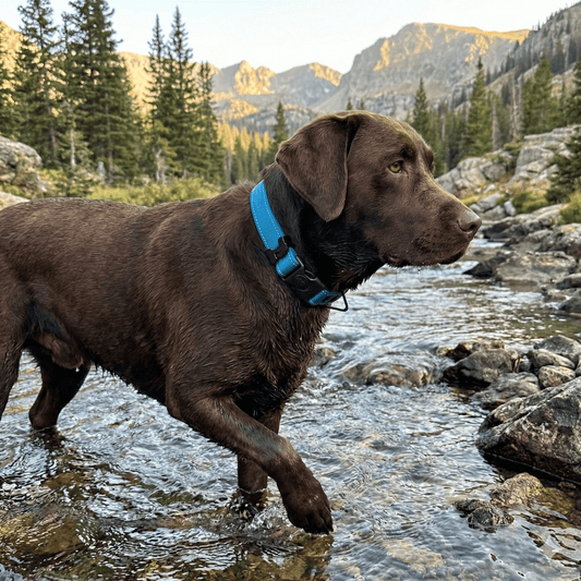 Rugged AirTag trackable dog collar - hundhaus.dog