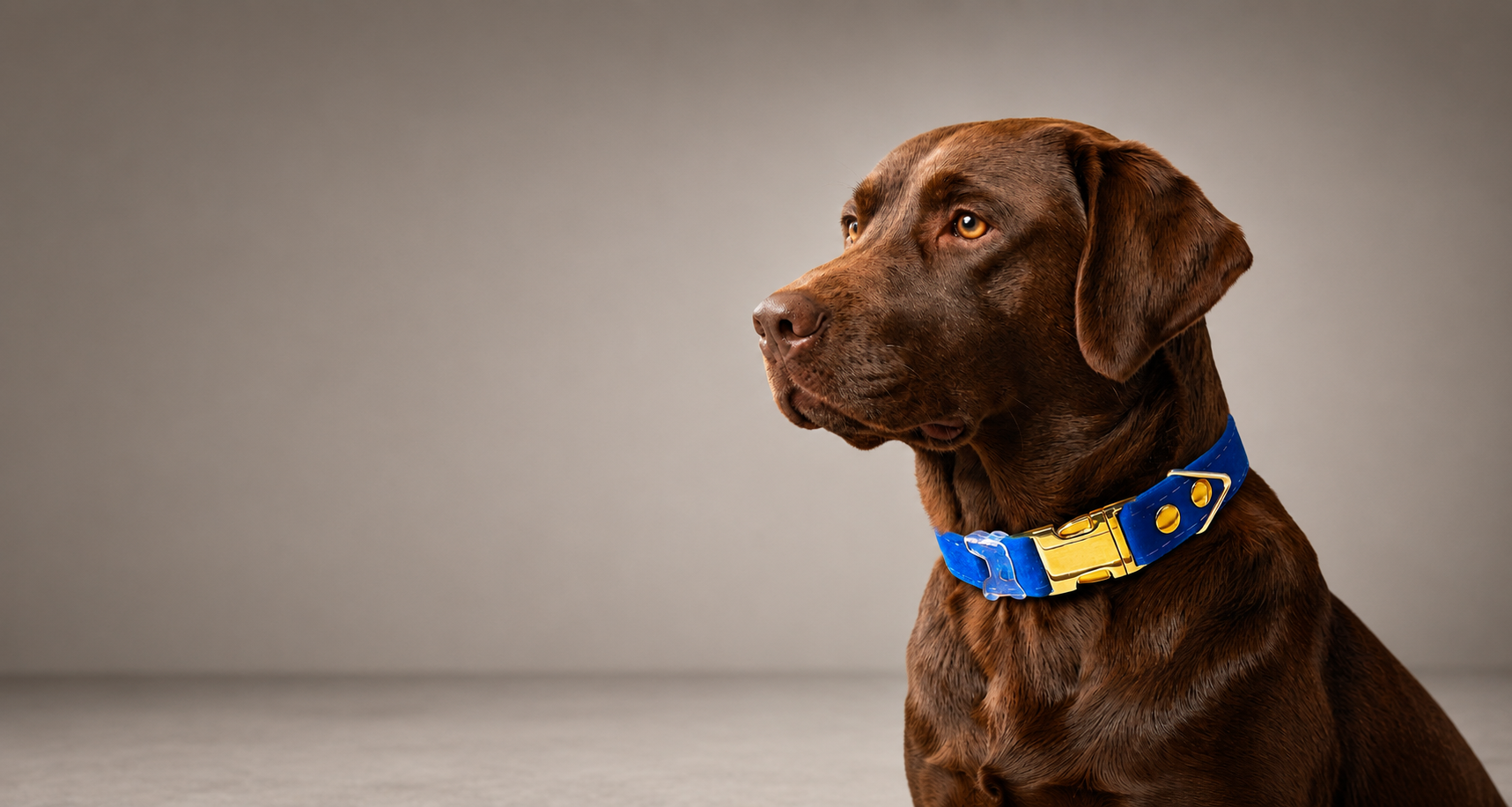 Dog wearing a HUND HAUS collar