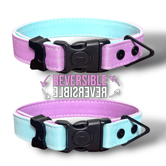 Active Collars - hundhaus.dog