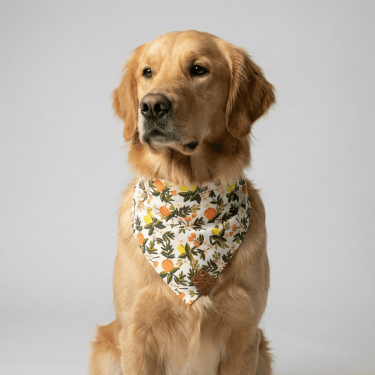 Adjustable Leather Strap Dog Bandana With Gold Hardware & Interchangeable Prints by HÜND HAUS, dog collar handmade in Denver