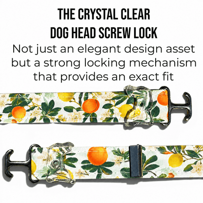 Classic Collar - Citrus Grove - Silver Hardware - hundhaus.dog