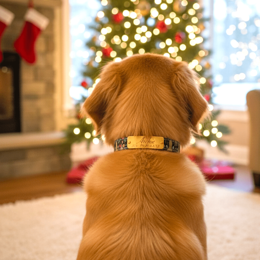 Classic Collar Collection - hundhaus.dog