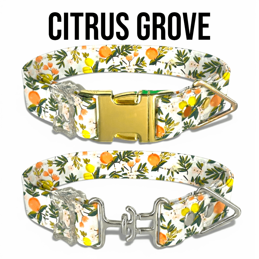 Classic Collar Collection - hundhaus.dog