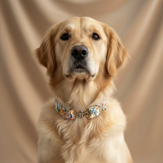Classic Collars - hundhaus.dog