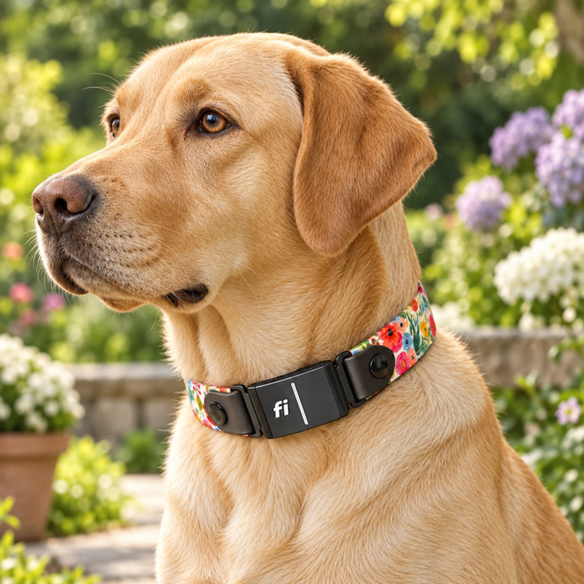 Yellow Labrador wearing a colorful floral Classic Fi-compatible dog collar in a garden