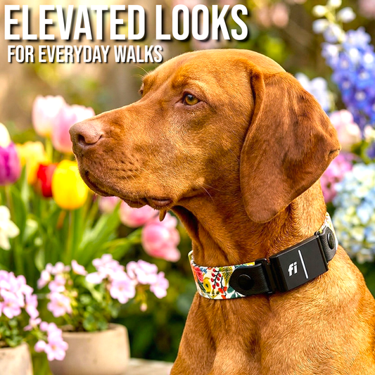 Classic Fi - Compatible Dog Collar - hundhaus.dog