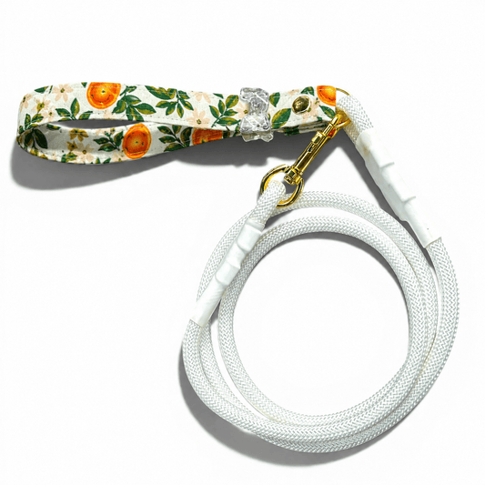 Classic Leash - Citrus Grove - hundhaus.dog