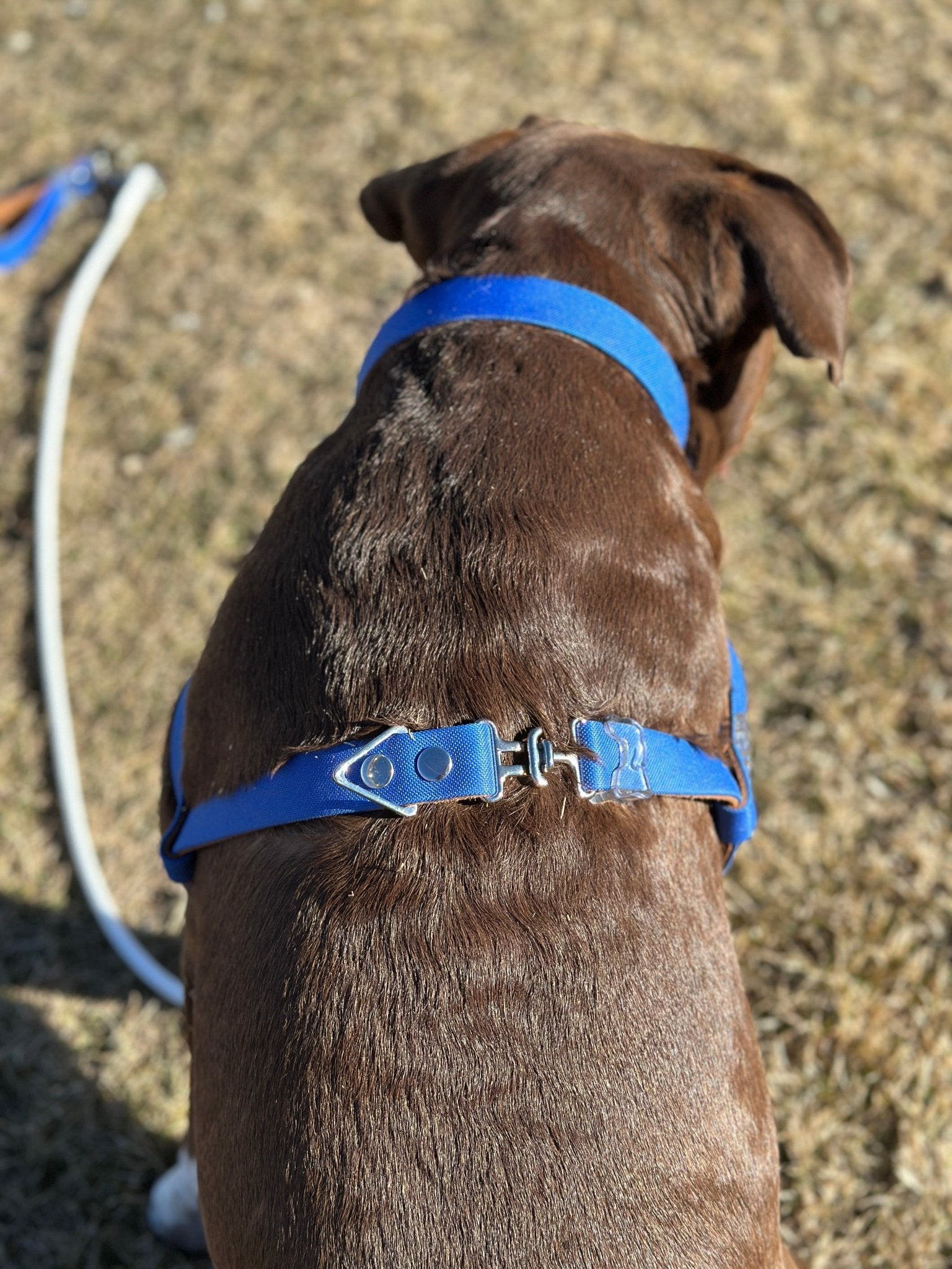 Custom Fit Harness - hundhaus.dog