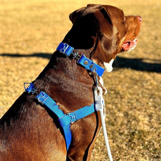 Custom Fit Harness - hundhaus.dog
