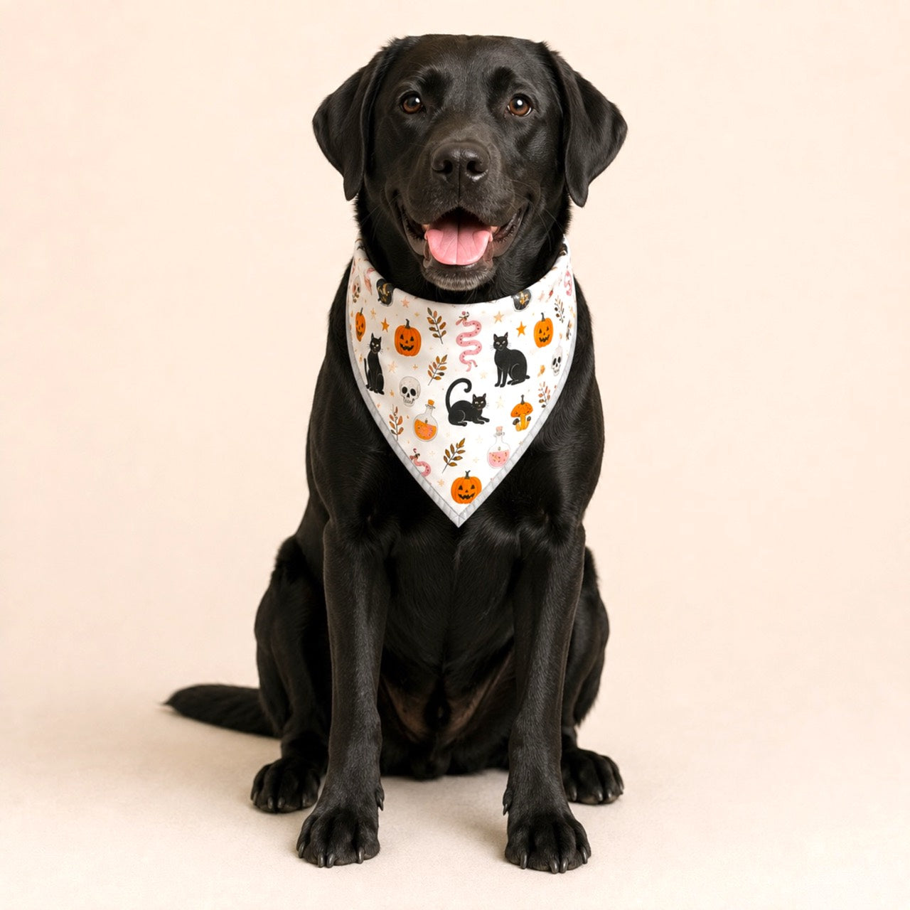 Black Labrador wearing the Black Cat Potions adjustable Halloween dog bandana