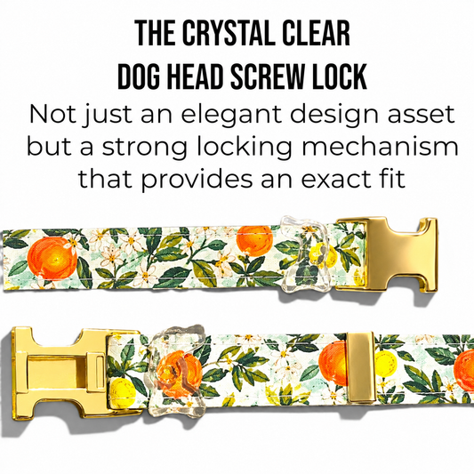 Classic Collar in Citrus Grove with Gold hardware - hundhaus.dog