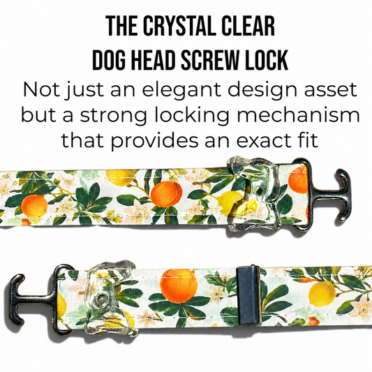 Classic Collar in Citrus Grove with Silver hardware - hundhaus.dog