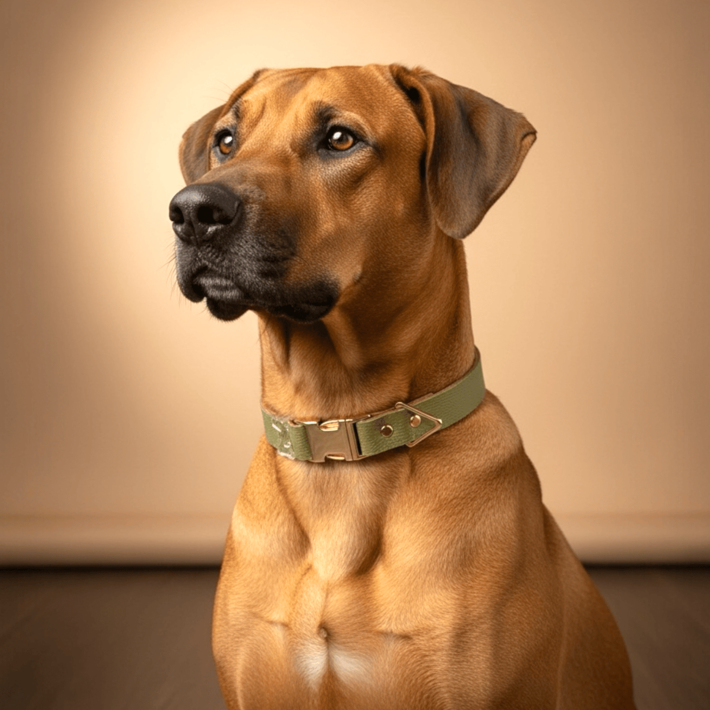 Luxe Collar Collection - hundhaus.dog