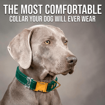 Luxe Velvet Fi-Compatible Dog Collar