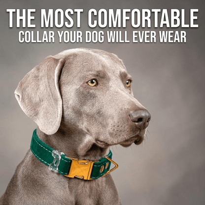 Luxe Velvet Fi - Compatible Dog Collar - hundhaus.dog
