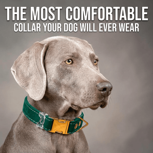 Luxe Velvet Fi - Compatible Dog Collar - hundhaus.dog