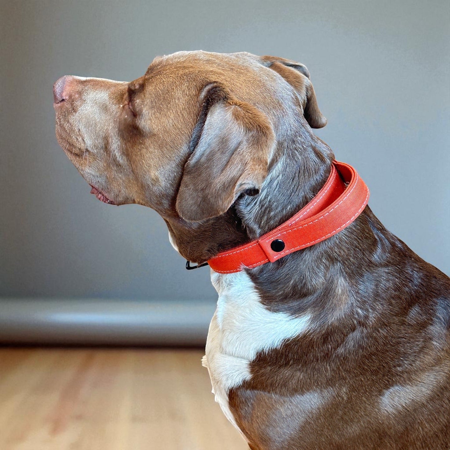 Rugged Collar Collection - hundhaus.dog