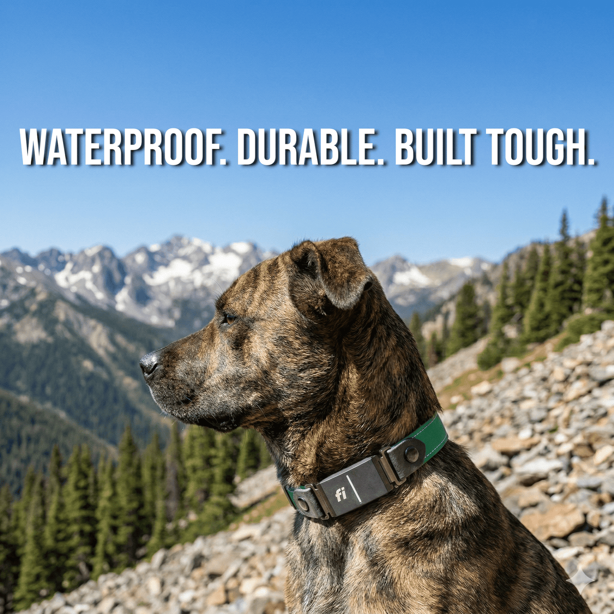 Rugged Fi-Compatible Dog Collar on a dog outdoors