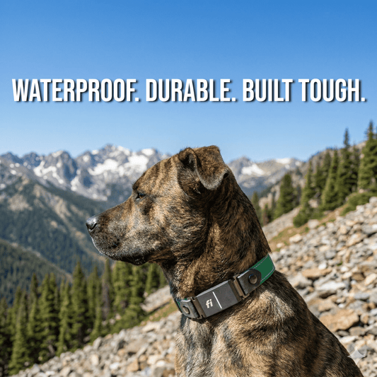 Rugged Fi-Compatible Dog Collar