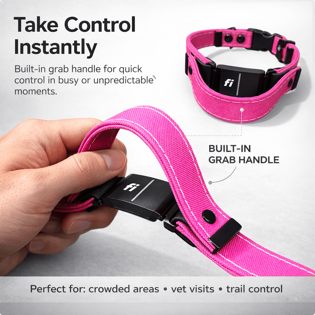 Rugged Fi-Compatible Dog Collar