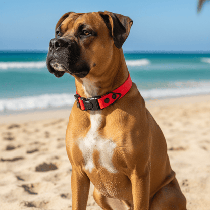 Sport Collar Collection - hundhaus.dog