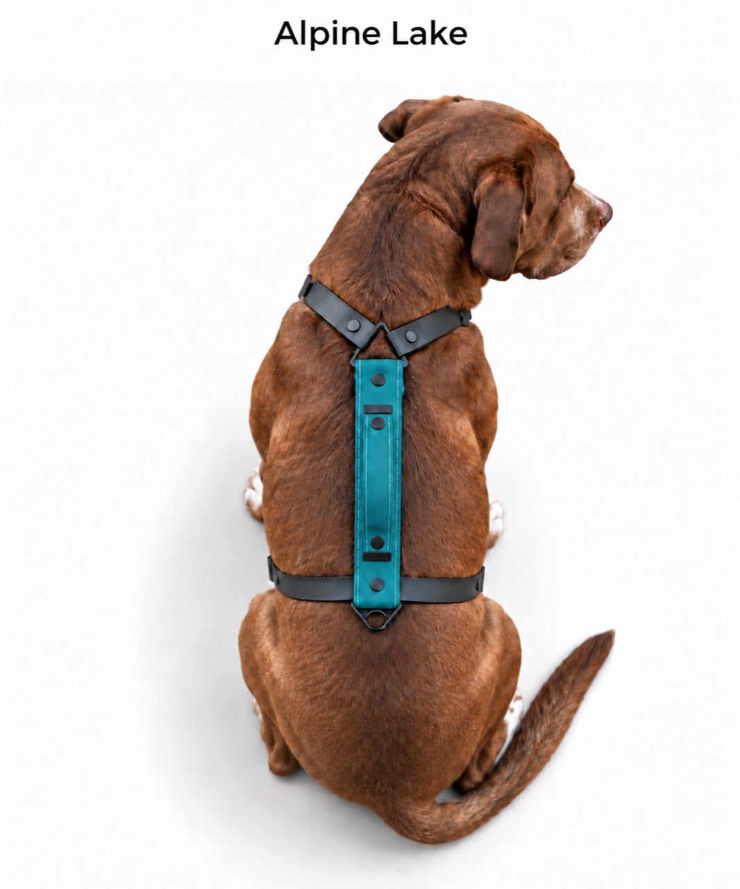 The Summit Dog Harness in Alpine Lake, shown in teal with black straps on a dog from above.