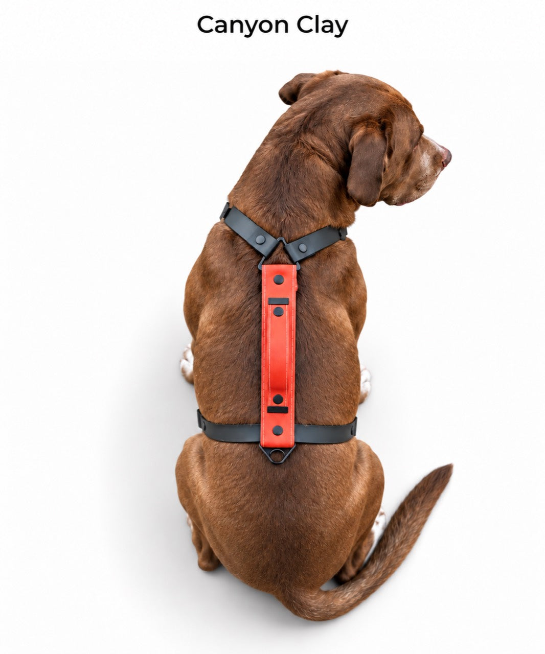 The Summit Dog Harness in Canyon Clay, shown in red-orange with black straps on a dog from above.
