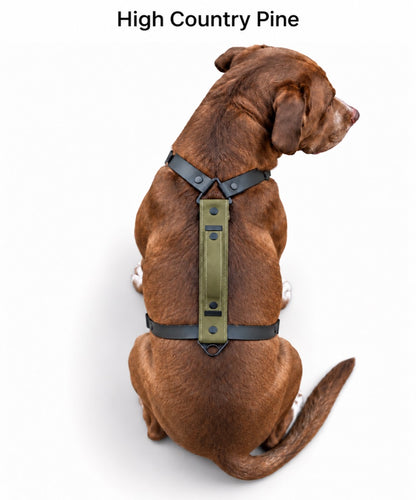 The Summit Dog Harness in High Country Pine, shown in green with black straps on a dog from above.