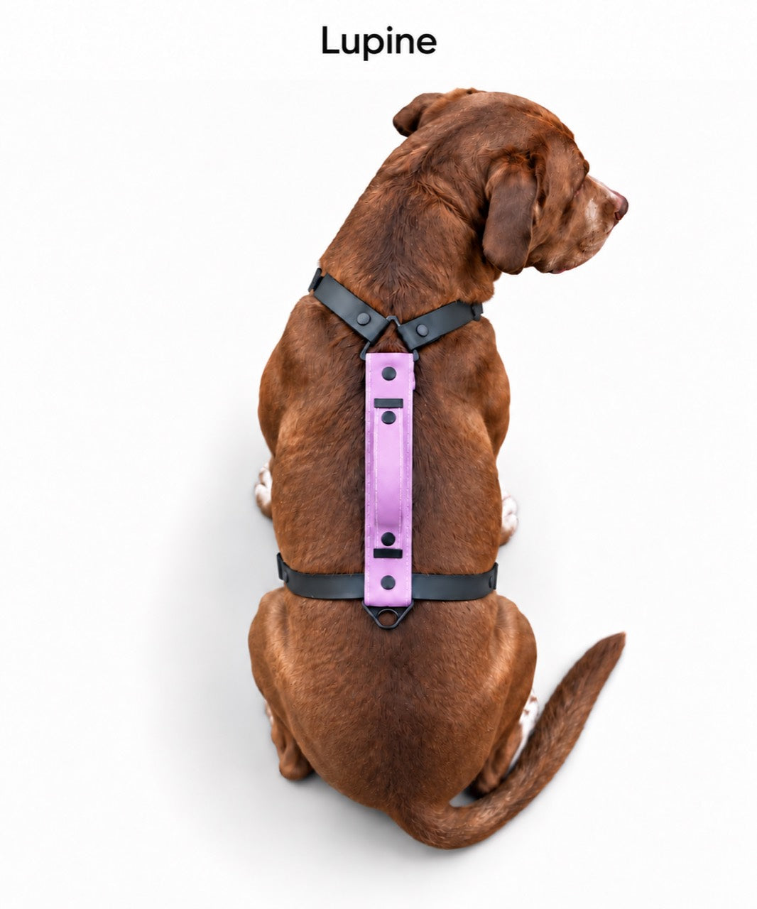 The Summit Dog Harness in Lupine, shown in lilac purple with black straps on a dog from above.