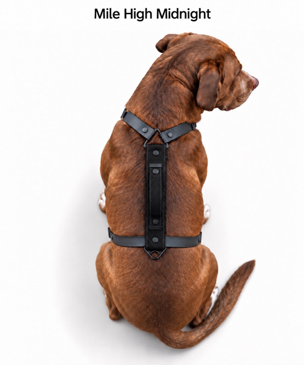 The Summit Dog Harness in Mile High Midnight, shown in black with black straps on a dog from above.