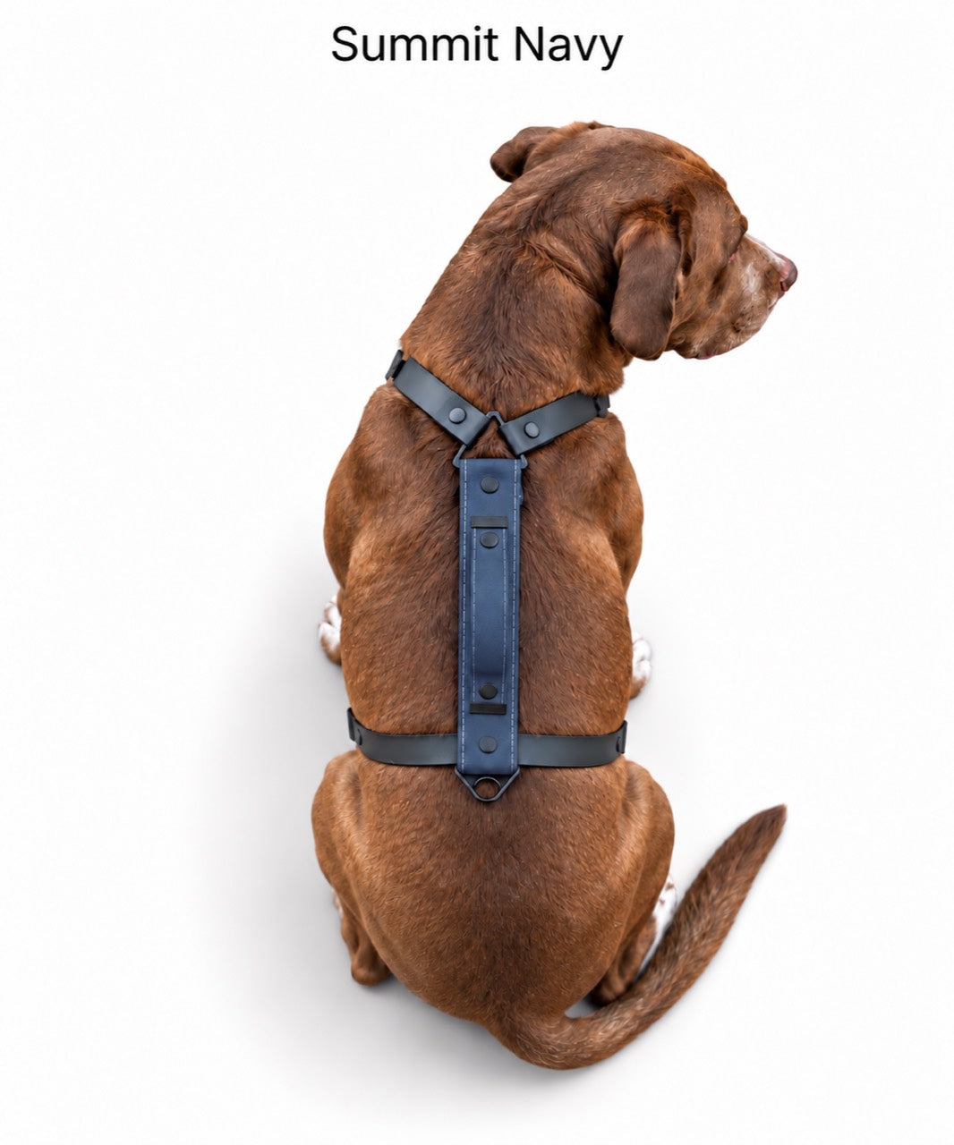 The Summit Dog Harness in Summit Navy, shown in navy blue with black straps on a dog from above.